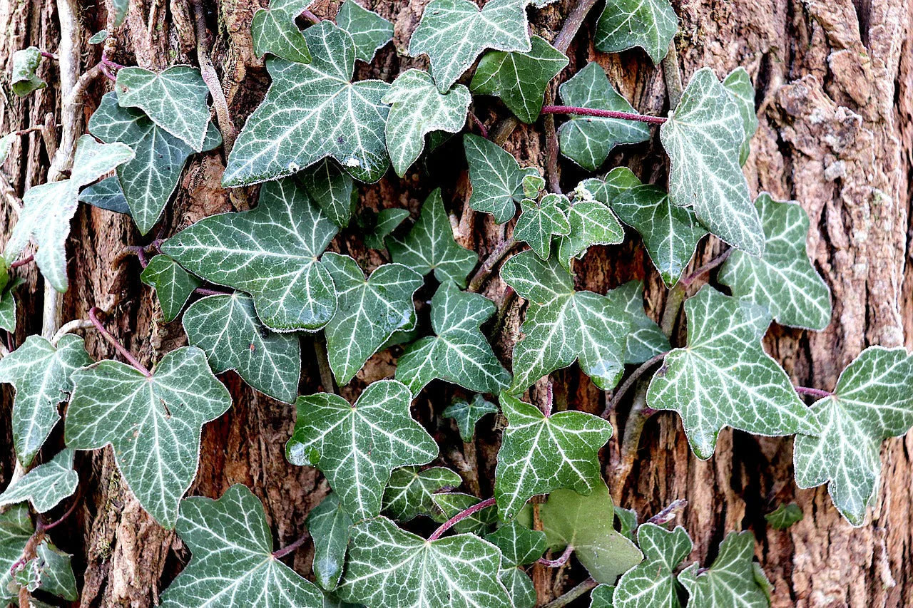Making Soap from English Ivy: A Natural and Unique Process – SoapyardFrance