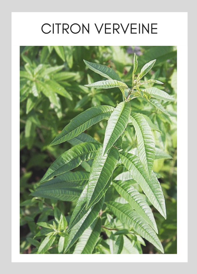 Carte parfum Soapyard — Citron Verveine — lait de chèvre