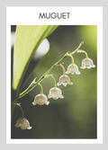 Carte parfum Soapyard — Muguet