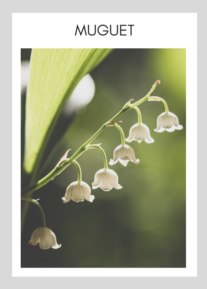 Carte parfum Soapyard — Muguet